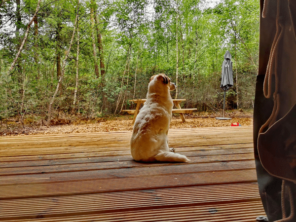 Ontdek de perfecte vakantie met je hond bij outdoorsholten.nl